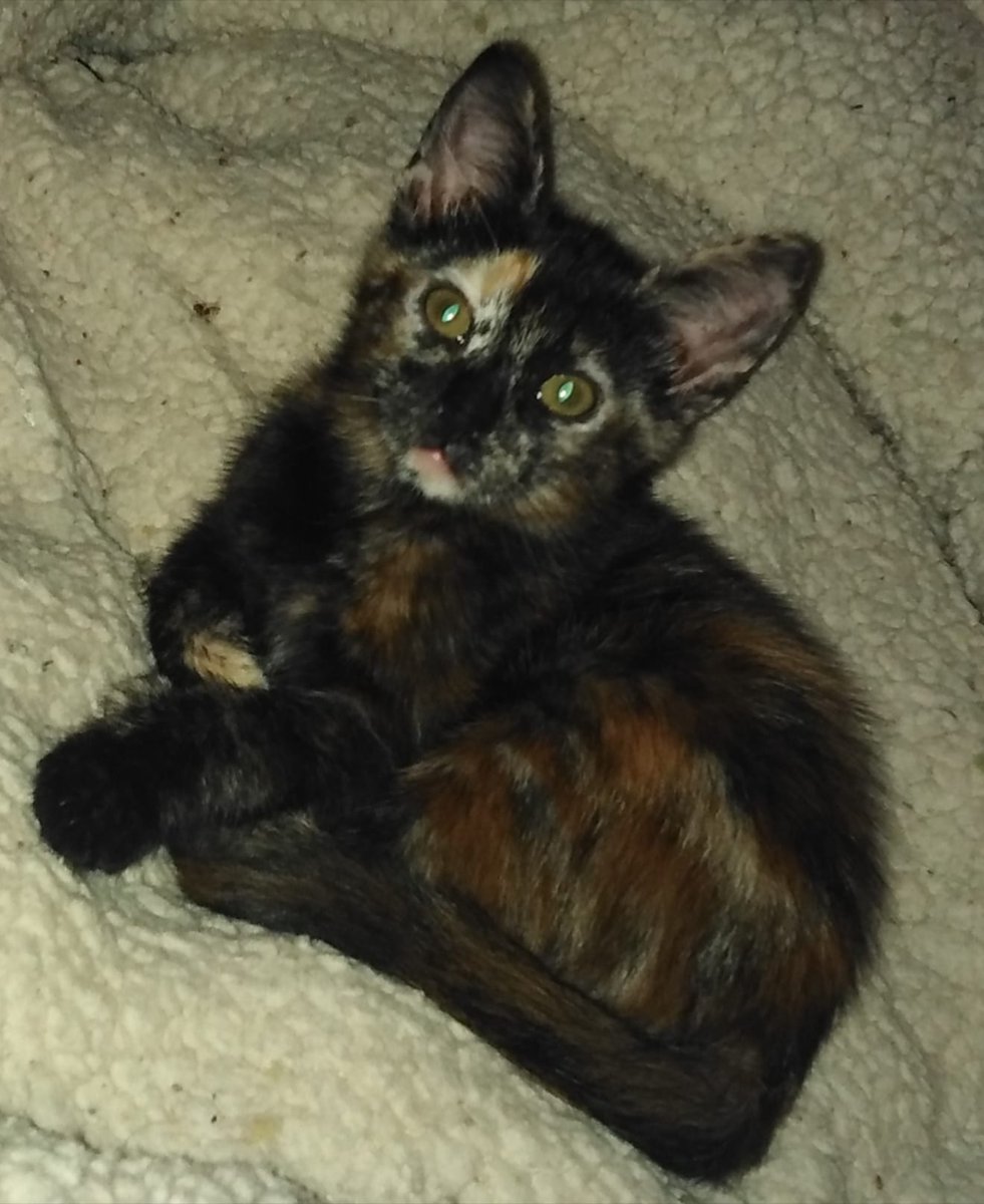 ArcadelTorcal's tweet photo. MARIFLOR, gatita hembra de 2 meses, sociable y cariñosa, que está en Antequera (Málaga) y que busca adopción.
CONTACTO: Arca del Torcal móvil 637 176 058 (WhatsApp) https://t.co/j0zVm0OICX