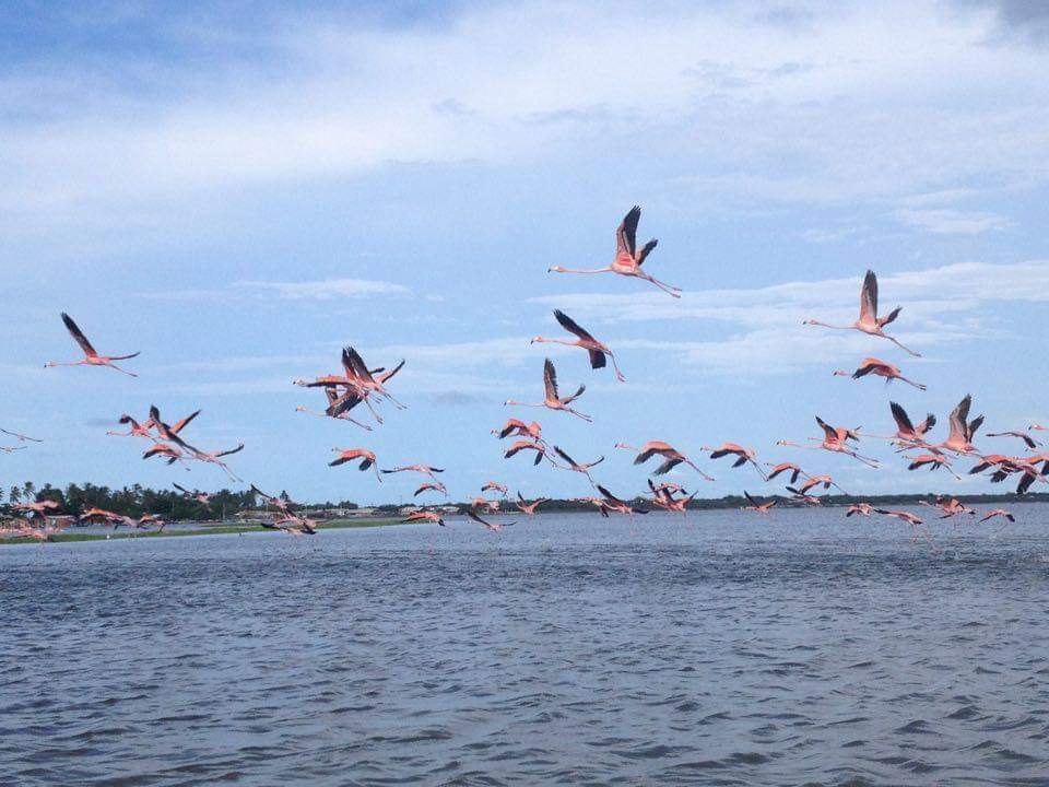 #SpamDeAves #GlobalBigDayColombia2020 Camarones, Guajira