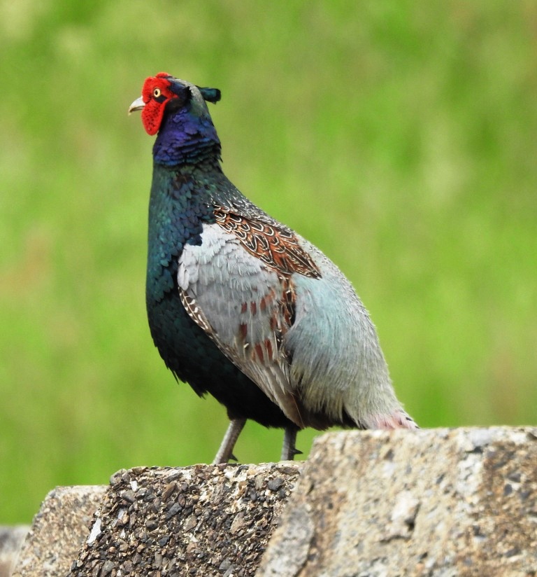 原千恵子 再びキジ 雉も鳴かずば撃たれまい という諺は 無用なことをして自ら災いを招く事だそうですが 私的には 犬も歩けば棒に当たる も同じ意味と思っていたら違いました 犬の諺は良い意味もあり 当たるの言葉から 思いがけない幸運に会うという 原千恵子 再びキジ 雉も鳴かずば撃たれまい という諺は 無用なことをして自ら災いを招く事だそうですが 私的には 犬も歩けば棒に当たる も同じ意味と思っていたら違いました 犬の諺は良い意味もあり 当たるの言葉から 思いがけない幸運に会うという