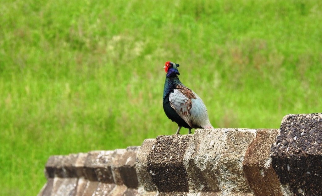原千恵子 再びキジ 雉も鳴かずば撃たれまい という諺は 無用なことをして自ら災いを招く事だそうですが 私的には 犬も歩けば棒に当たる も同じ意味と思っていたら違いました 犬の諺は良い意味もあり 当たるの言葉から 思いがけない幸運に会うという 原千恵子 再びキジ 雉も鳴かずば撃たれまい という諺は 無用なことをして自ら災いを招く事だそうですが 私的には 犬も歩けば棒に当たる も同じ意味と思っていたら違いました 犬の諺は良い意味もあり 当たるの言葉から 思いがけない幸運に会うという