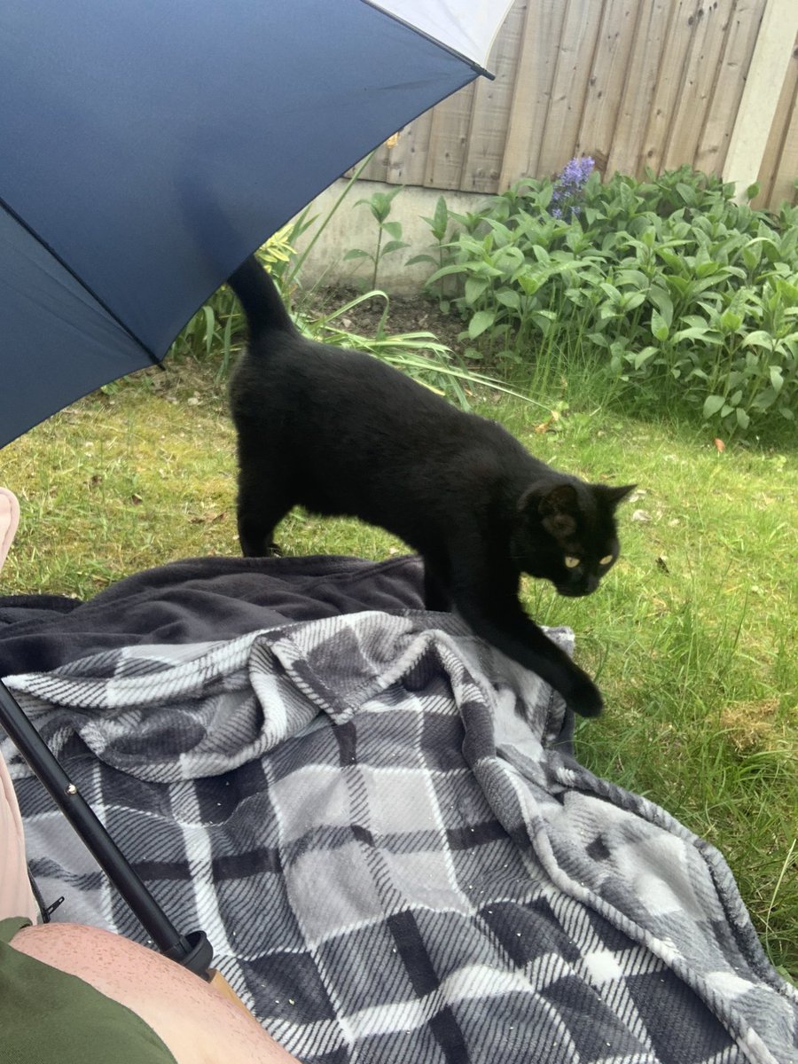 catashians's tweet photo. Going for a lie down in the shade with our ginger human☀️

#summer #sun #blackcat #catsoftwitter https://t.co/LXE4QvT0Tz