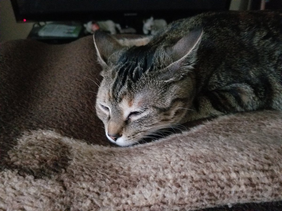 othrunner99's tweet image. Another sleepy #Caturday