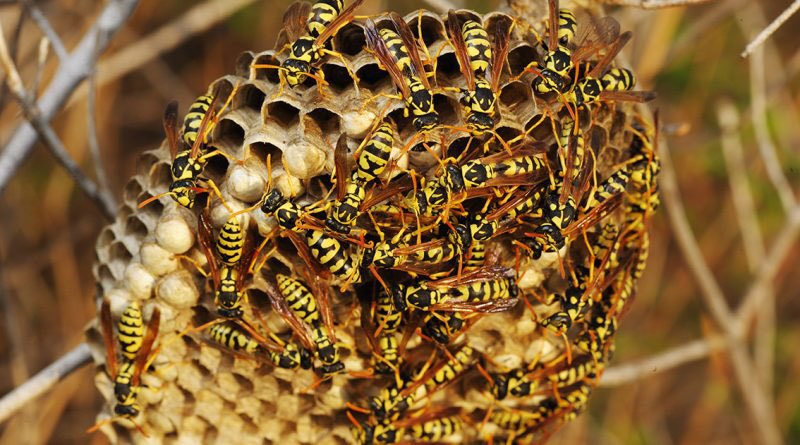 Une autre peine de mort : on remplissait la tête de l’esclave avec du sirop et on la mettait jusqu’au cou près d’un nid de guêpes ou de fourmis ..