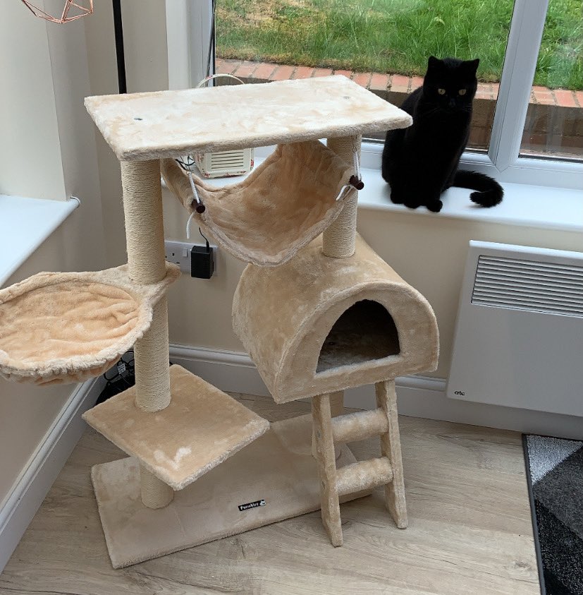 catashians's tweet photo. Har harrrr 😹 - the human bought us a new fur palace so what we’ll do is sit next to it but not actually touch it in any way 🐾
#caturday #climbingtree #cattree #catjokes #blackcats #catsoftwitter https://t.co/F6X9OpbSdb