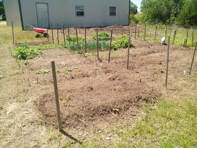 RandyDa25687858's tweet photo. #screenshotsaturday #CoronaVirusGardeningTip (CVGT)= #GBod (Grandpa-Bod) After the 4th Planting. 95% Planted.. Through Much Research (5 yrs.) I Discovered that Plants Like Water... Who Knew.. That Page Was Not in My Book.. That is My Story & I'm Sticking to IT!!!🧐 Start Now! https://t.co/oAtHDl3qiA