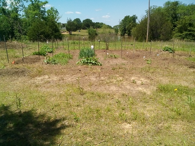 RandyDa25687858's tweet photo. #screenshotsaturday #CoronaVirusGardeningTip (CVGT)= #GBod (Grandpa-Bod) After the 4th Planting. 95% Planted.. Through Much Research (5 yrs.) I Discovered that Plants Like Water... Who Knew.. That Page Was Not in My Book.. That is My Story & I'm Sticking to IT!!!🧐 Start Now! https://t.co/oAtHDl3qiA