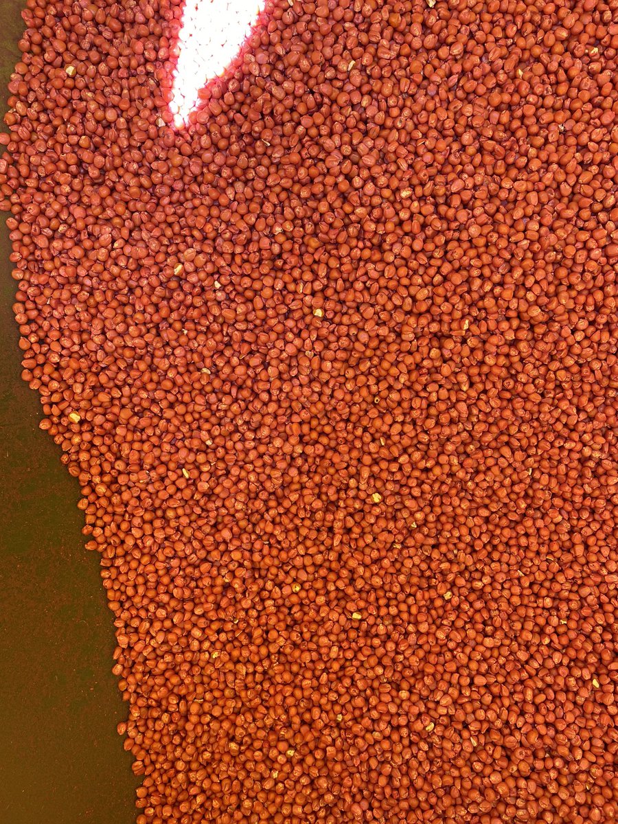 BrettOelke's tweet photo. Idk whos in charge of kernel damage for @PioneerSeeds but he should be fired. If ima pay $300+ per bag i demand perfection not garbage. #P0157 https://t.co/796HEMeAm2