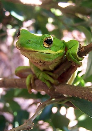 2DayInGAHistory's tweet photo. #ThisDayInGAHistory in 2005 Georgia Gov. Sonny Perdue signed legislation into law designating the green tree frog as the official state amphibian. https://t.co/HU8c9Ir8VF