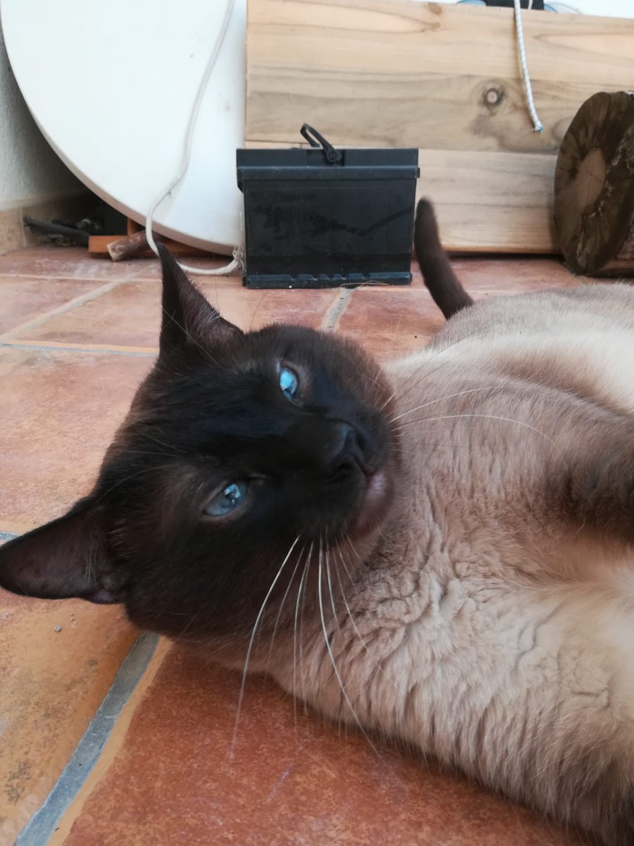 ArcadelTorcal's tweet photo. MANOLO Y RINTI EN ADOPCIÓN,. 
Estos dos preciosos gatos machos están buscando familia adoptiva. Se han criado en familia, son sociables y cariñosos. Están en Antequera (Málaga).
CONTACTO: Arca del Torcal móvil 637 176 058 (WhatsApp) https://t.co/qeZCZrInze
