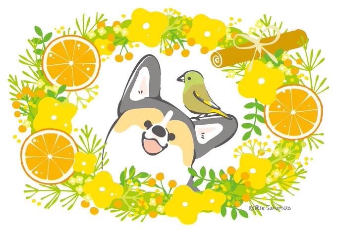 お母さんいつもありがとう
#母の日 #コーギー #ウソ #カワラヒワ 