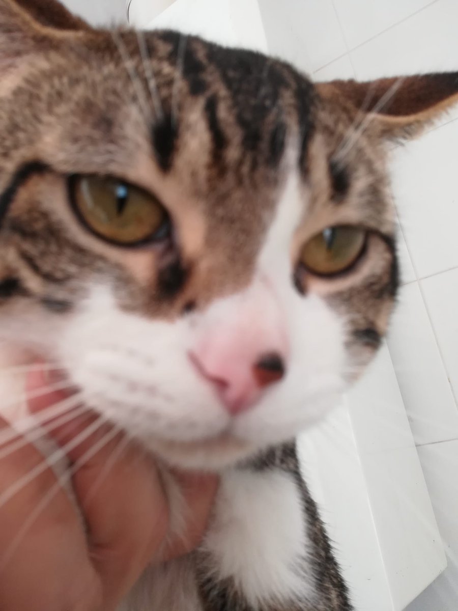ArcadelTorcal's tweet photo. MANOLO Y RINTI EN ADOPCIÓN,. 
Estos dos preciosos gatos machos están buscando familia adoptiva. Se han criado en familia, son sociables y cariñosos. Están en Antequera (Málaga).
CONTACTO: Arca del Torcal móvil 637 176 058 (WhatsApp) https://t.co/qeZCZrInze