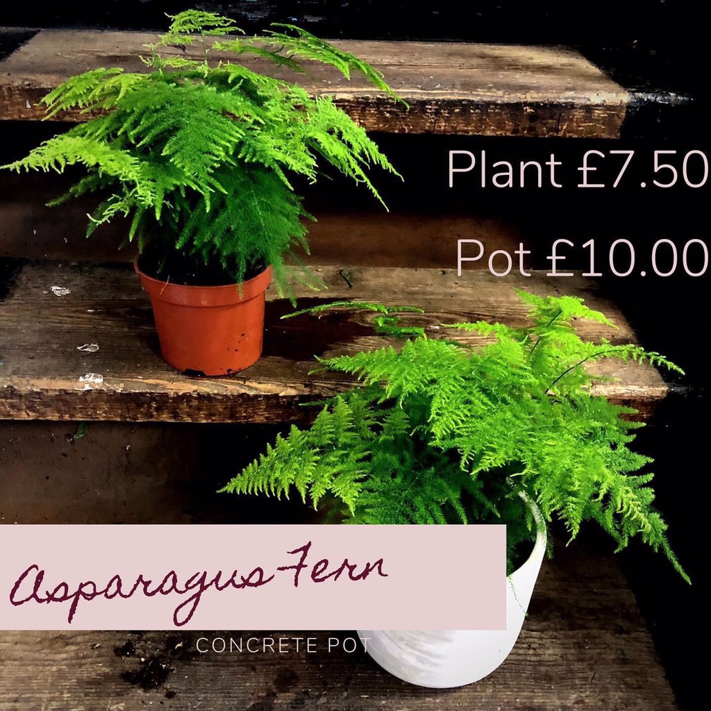 Blossom_Threads's tweet photo. Asparagus fern #newstock #indoorplant £17.50 for plant and concrete pot, but have lots of other pots in stock #blossomandthreads https://t.co/h4rkuf1HyU