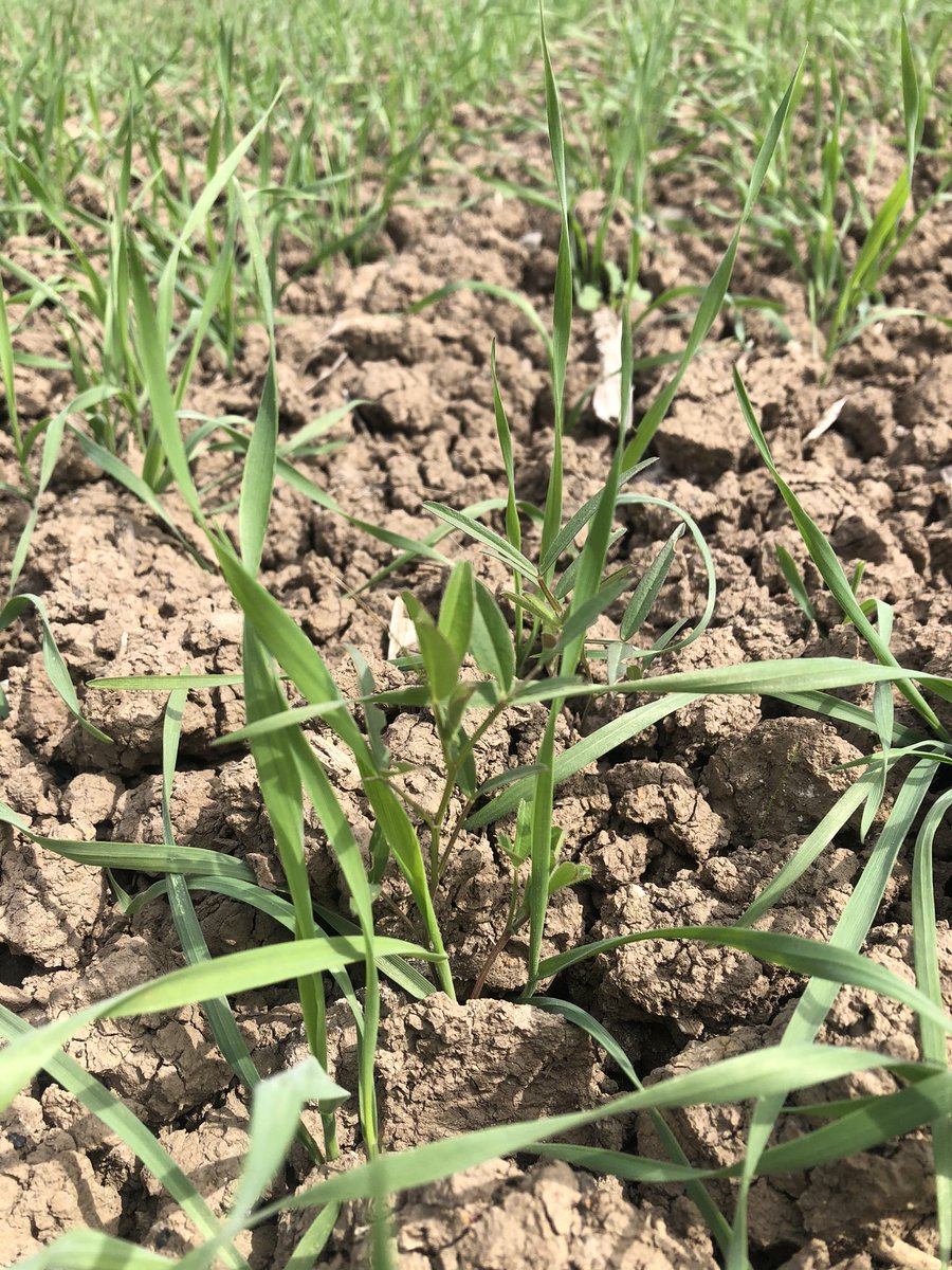 Trying some spring wholecrop options after a wet winter. Spring Triticale and Vetch mix battling on in the dry. Somethings chewing chunks out the vetch...slugs?... leaving the triticale alone. Looking forward to getting the forager into this in a few months.