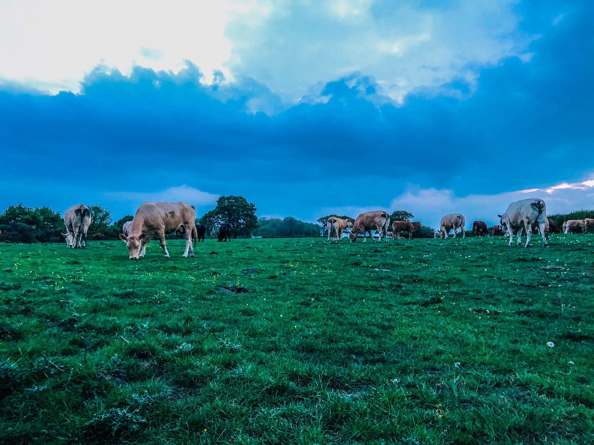 T2Tfounder's tweet photo. Good evening cows
#photooftheday #photography #photo #photographylovers #photographer #photoshop #photographers #photos #photographerlife #photoiphone #photojournalism #photomarketing #photoevent #photoevents #photoart #photographyeveryday #sharemycapture https://t.co/Lkt1L8RcwU