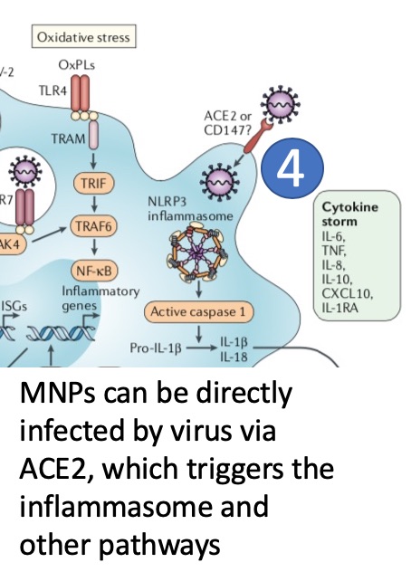 (4) SARS-CoV-2 can directly infect MNPs via ACE2.