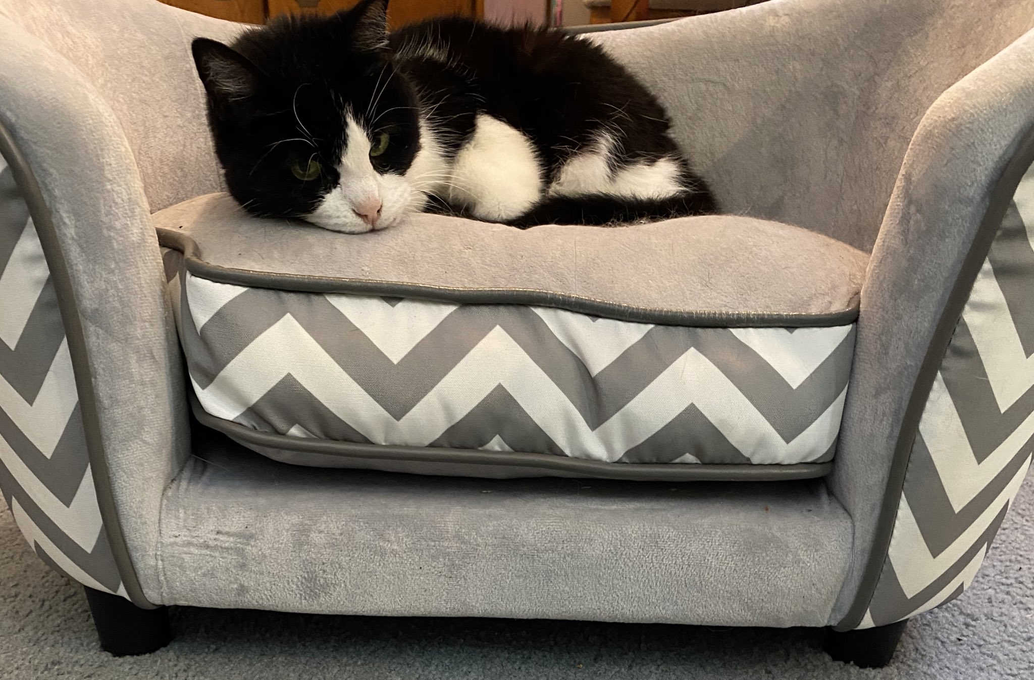 Sindee Dix on Twitter "It’s Caturday and Miss Lucy is chillin’ https