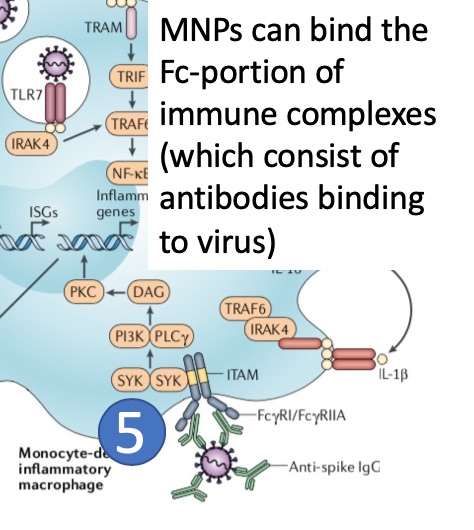 (5) Immune complexes form when antibodies bind SARS-CoV-2. The Fc portion of antibodies bind to receptors (FcR) on the surface of MNPs leading to activation of MNPs.