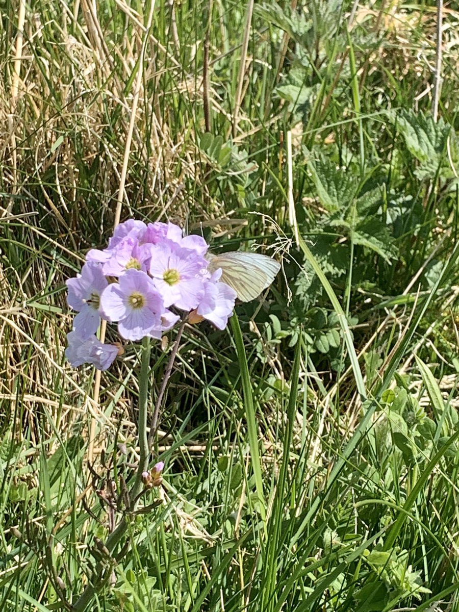 MoveMoreGlossop's tweet photo. #doorstepwalk on a glorious day in the High Peak with my boys. We are so lucky to be able to walk out into open countryside from our homes. #lockdowndailyexercise @MindBodySole3 #thatcounts https://t.co/u8k26nOfm3