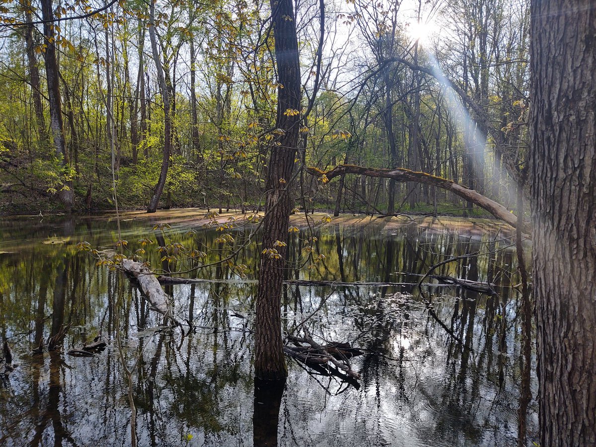 Cadiefly tweet media