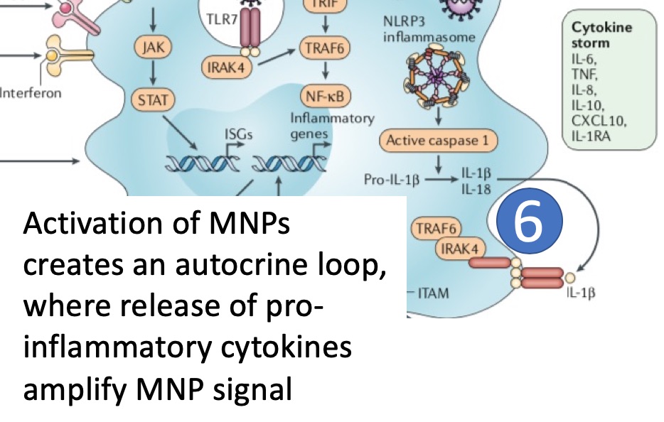 (6) Activated MNPs secrete pro-inflammatory cytokines, including IL-1b generated via the inflammasome pathway, which can create an autocrine loop amplifying MNP activation.