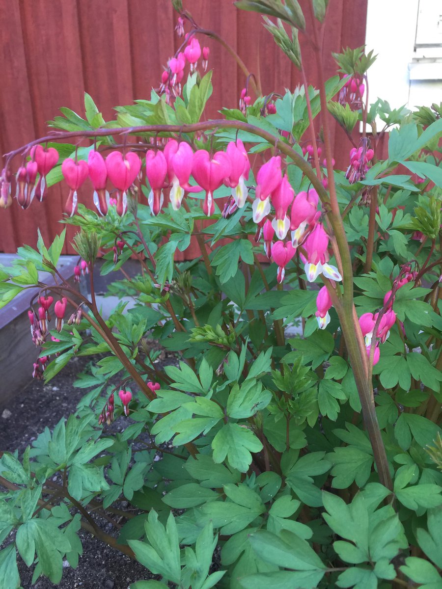 swedjenn's tweet photo. Now the bleeding heart is blooming outside my work 💕                                      #bleedingheart #löjtnantshjärta #Spring #vår #Outlander https://t.co/43t92bBAnG