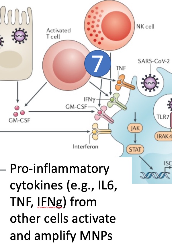 (7) Pro-inflammatory cytokines (e.g., IL-6, TNF-alpha, INF-gamma) from other cells (e.g., T cells, NK cells) activate and amplify MNPs. Anti-cytokine therapy and T cell modulators are being tested in COVID-19.