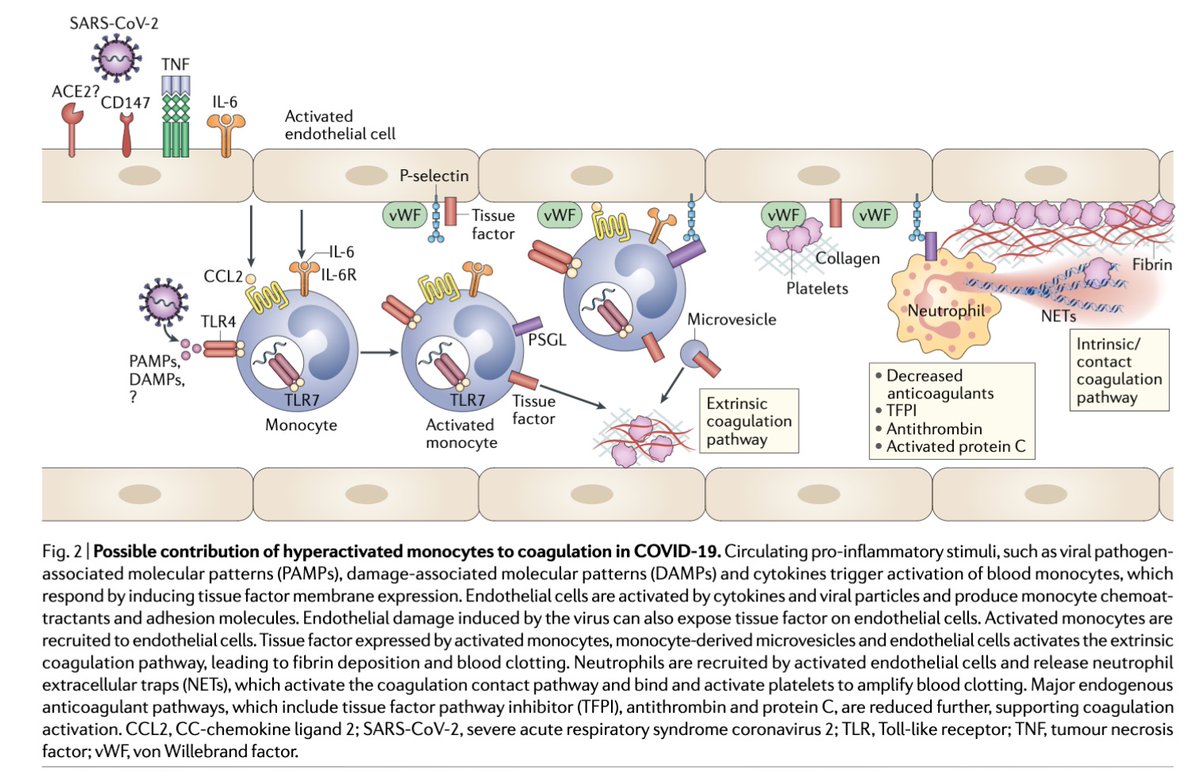 Finally, MNPs may be involved in excessive coagulation observed in COVID-19.