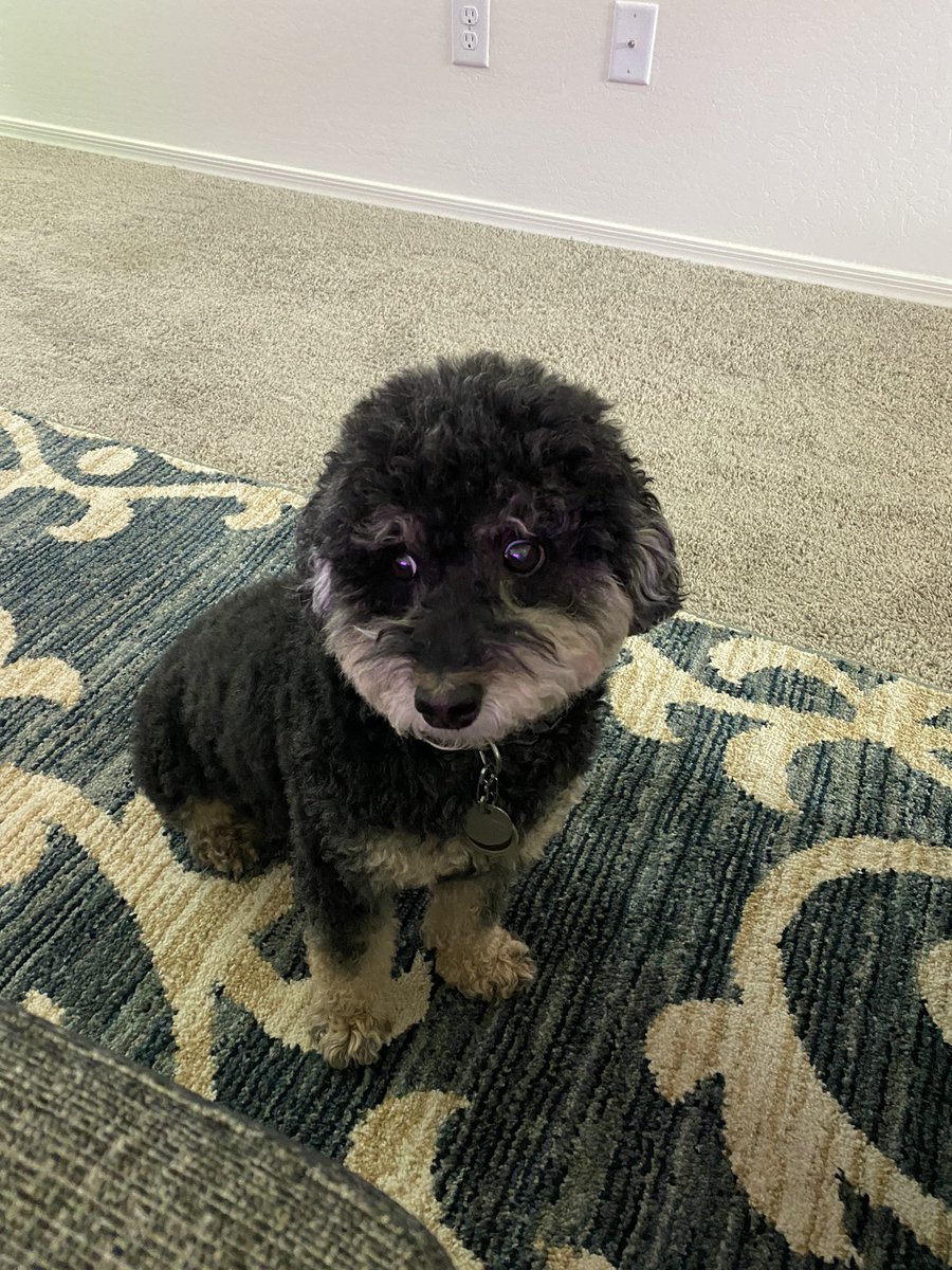 YantoAdventures's tweet photo. I want crackers with cheese. I want crackers with cheese. I want crackers with cheese.

#dog #dogs #dogsoftwitter #puppies #puppiesofinstagram #humainsociety #adopteddog #adopteddogsofinstagram   #rescuedog #az #phoenix #phx #beggingdog https://t.co/epysqVzouB
