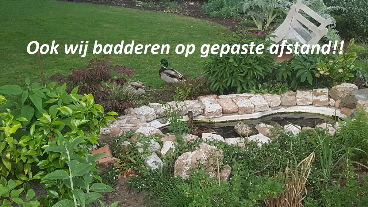ArnhemsHart's tweet photo. Gelukkig hebben ook deze eendjes de badkuip weer gevonden in de Buurttuin Rodenburgstraat. Tuin is even afgezet vanwege het graszaad wat nog moet aantrekken op de kale plekken. Dus een rustige plek voor nu.
@ArnhemsKlimaat #blijftuin @arnhemtuiniert @HermansHoning @SIGHTLS https://t.co/xLIzsOrxkZ