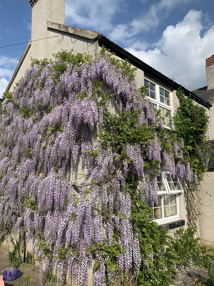 Erylrjones's tweet photo. @Tudur  Dyma sut fydd #wisteria Manon mewn dim o dro https://t.co/sB8YoAVb4w