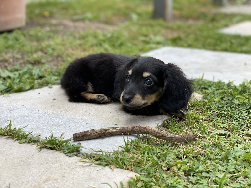 VoiceOfOBrien's tweet photo. Welcome to the family, Sprigg. https://t.co/Br2f5gq0li