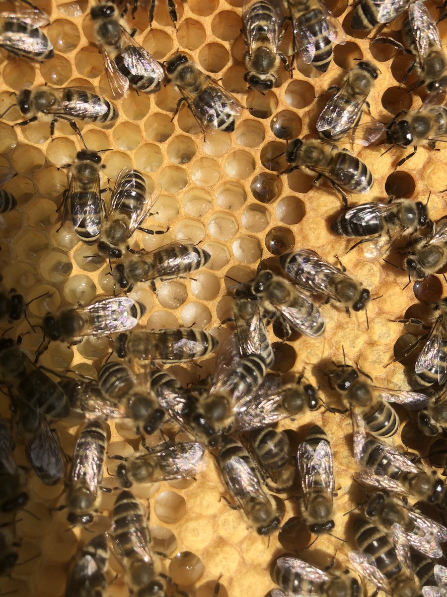 BeeGinner's tweet photo. So much healthy larvae, eggs &amp; sealed brood seen in today’s inspections 🥰 #beekeeping https://t.co/uT0AhohndA