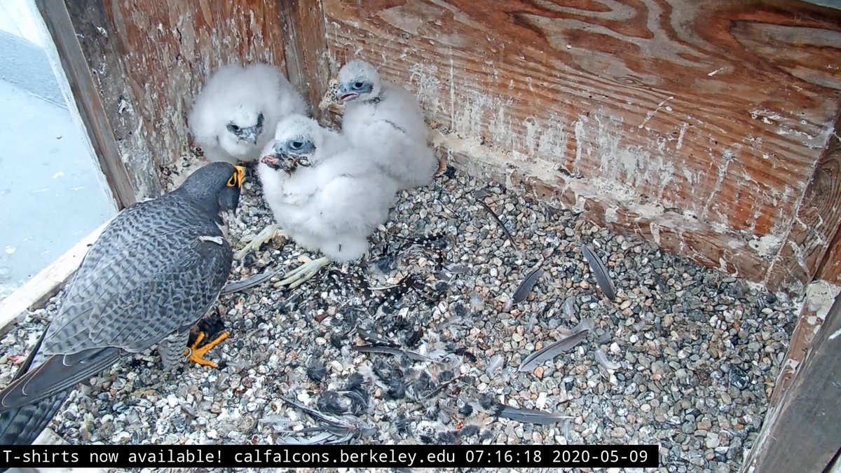Grinnell took one of the feeding shifts this morning. The chicks are almost as large as him already. When they're banded Monday morning, we'll know their sexes for sure. Anyone have any guesses?