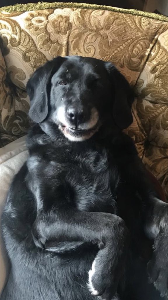 Roxyblacklab's tweet photo. A little smile for the camera this evening? #dogsoftwitter #roxyblacklab https://t.co/GcvVBALgA3