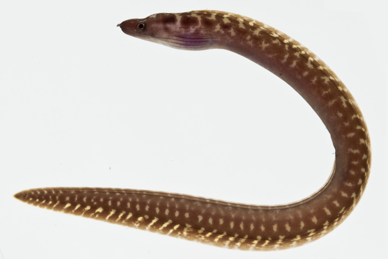 youngfishes's tweet photo. @gobysimon @CoralReefFish @FishGuyKai I've just found this pic of Gymnothorax margaritophorus by Jeffrey T. Williams (from a specimen in FP) and the more I look at it the more I'm getting convinced that it's that fish species. But I agree Uropterygius is a good guess too... oh lord eels are just to difficult for me^^ https://t.co/pYqXkMDnbS