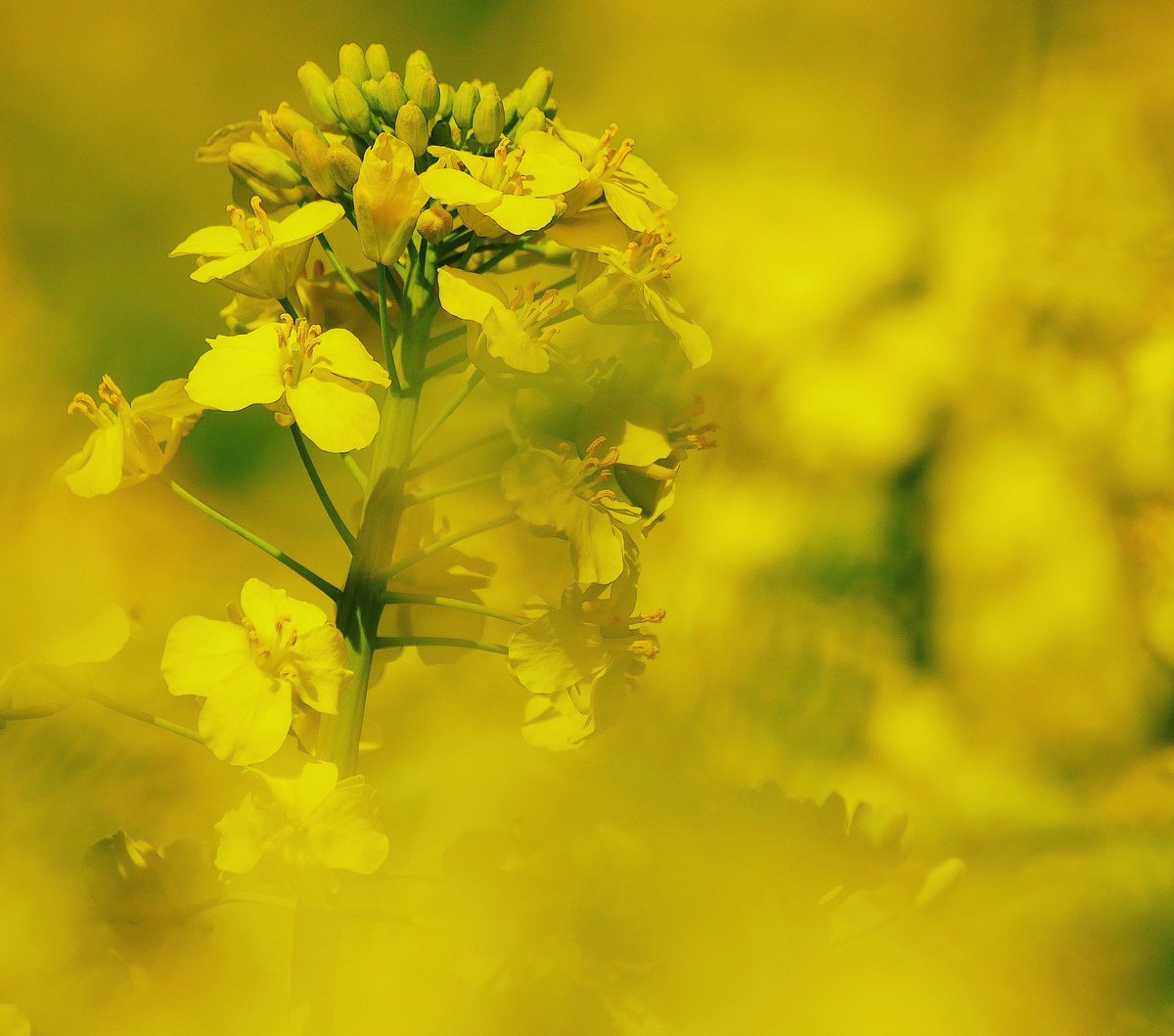 pascaltshibanda's tweet image. Photo meditation #spring 🙏🏾🇸🇪☀️