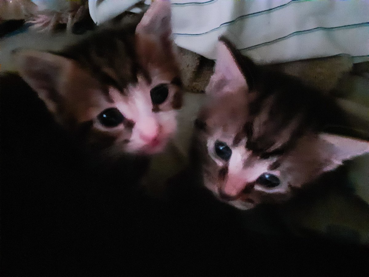 MeowMoeDotCom's tweet photo. These #Babies are about a #Month old and I #Love them so much! I still didn't #Choose ...
#Cats #Cat #Kittens #Kitten #Kitty #Pets #Pet #Meow #Moe #CuteCats #CuteCat #CuteKittens #CuteKitten #MeowMoe
#Boyand #Didnt #Theyre
https://t.co/y9QdZN9rEQ
. https://t.co/NGkTfCyXd1