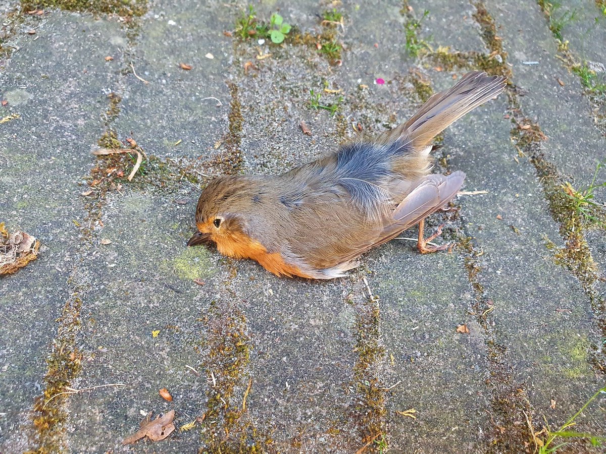 boerklaasen's tweet photo. Heb je als vogel vele weken zitten broeden in een verfblik in ons schuurtje..... vlieg je jezelf te pletter tegen één van de ramen van het schuurtje terwijl je op weg bent met voedsel voor je jongen..... #sunt https://t.co/wz8QJLmErS