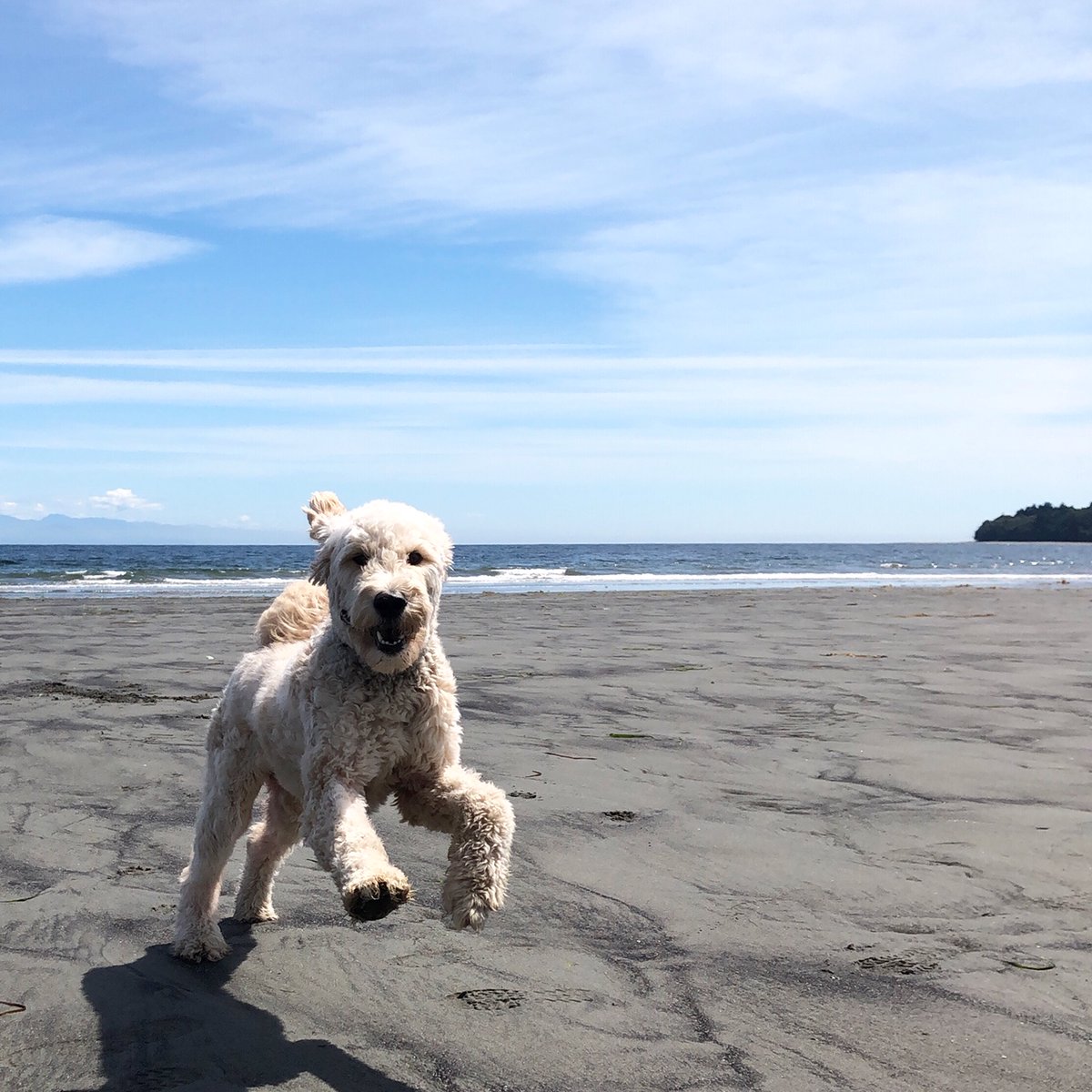 ApplecrossVet's tweet photo. It’s going to be an absolutely gorgeous weekend this weekend. So be like George here and get out side and keep your social distance! #applecrossvet #veterinarian #opensundays #open7daysaweek #televet #telemedicine
#nanaimo #nanaimobusiness
#covid19 #coronavirus #covid_19 https://t.co/dpDDNv6lre