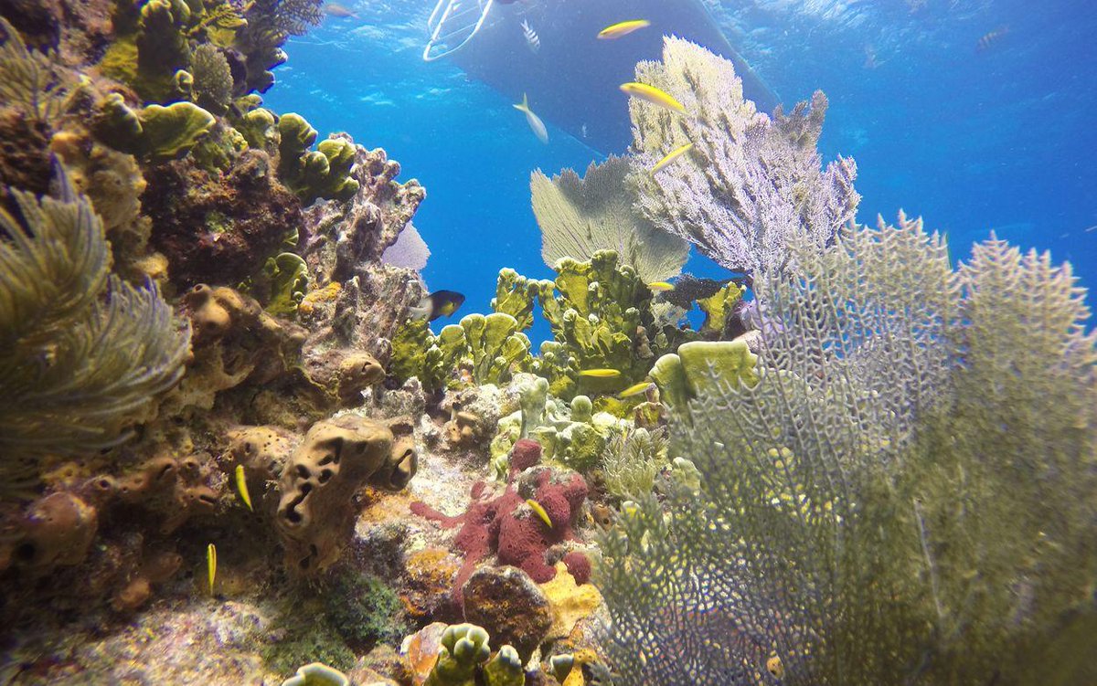 nature_ny's tweet image. Want to learn more about our oceans and coasts work around the world? Check out @TNCNatureLab lessons like “Coastline Erosion Protection,” "The Need is Mutual: Biological Interactions," “Sustainable Fishing” and more: nature.ly/2SPICjM #NatureConnects