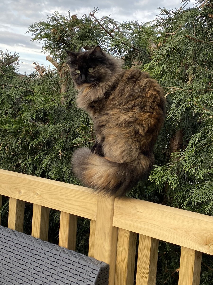 GBMC73's tweet photo. So here we have #Harlowโs mamma #Kezza ๐Then a nice pic of #Mamma and #Rogue the #cat and #rogue posing on her own cat ๐ and finally #Harlow trying to work out how to get off a 12cm mat ๐๐๐ Saturdays in wor gaff ๐ https://t.co/nwbwgjpZRe
