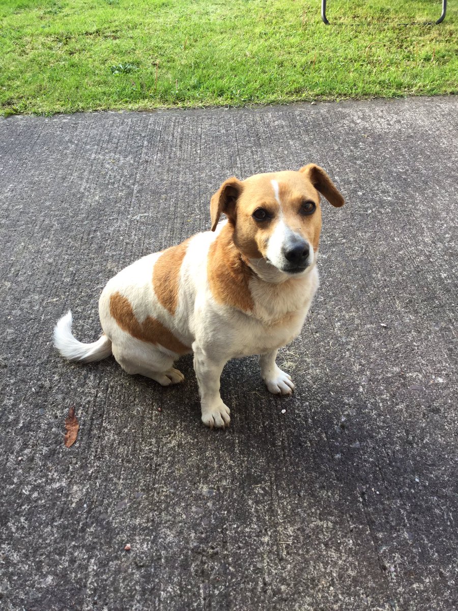 Found this Jack Russel on the hill by the Cat Hospital in Glanmire. Please retweet so that we can get the dog back to it’s owner.