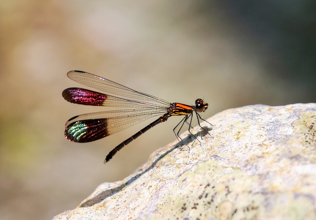 LewisStuff's tweet photo. The best damselfly I've ever seen is the stunning  Rhinocypha seducta on a tiny stream in the Da Lat highlands, Vietnam - the wings change colour as it flutters over the rocks like a Demoiselle  - it was only described, new to science in 2001 #worldodonataweekend https://t.co/SHX7SD9J4T