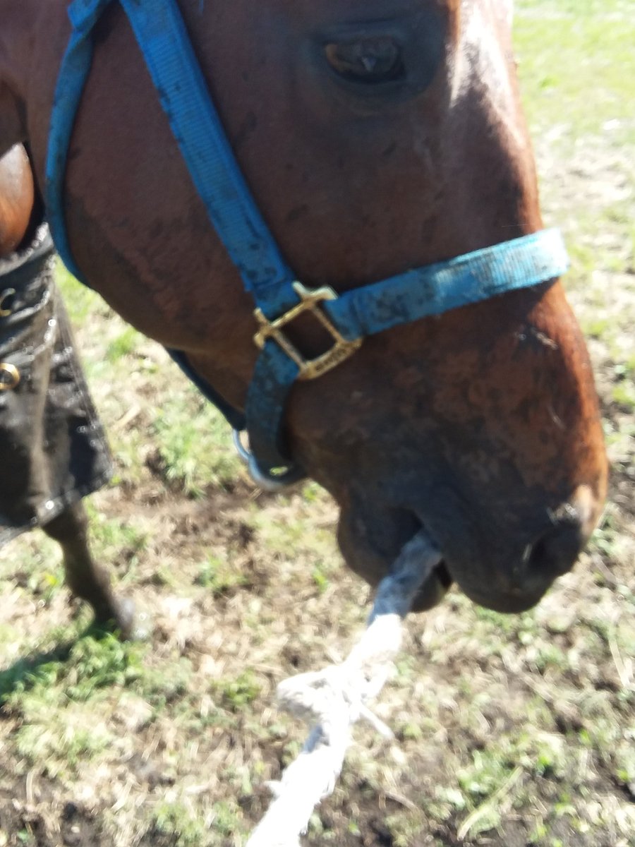 jone_loyd's tweet image. Someone found a mud puddle! #GoodScout