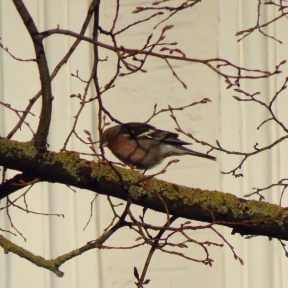 11/29Le pinson des arbres. Lui non plus n’a pas été coopératif. L’oiseau est beau, avec sa couleur brique-rose, mais les photos ne lui rendent pas justice.