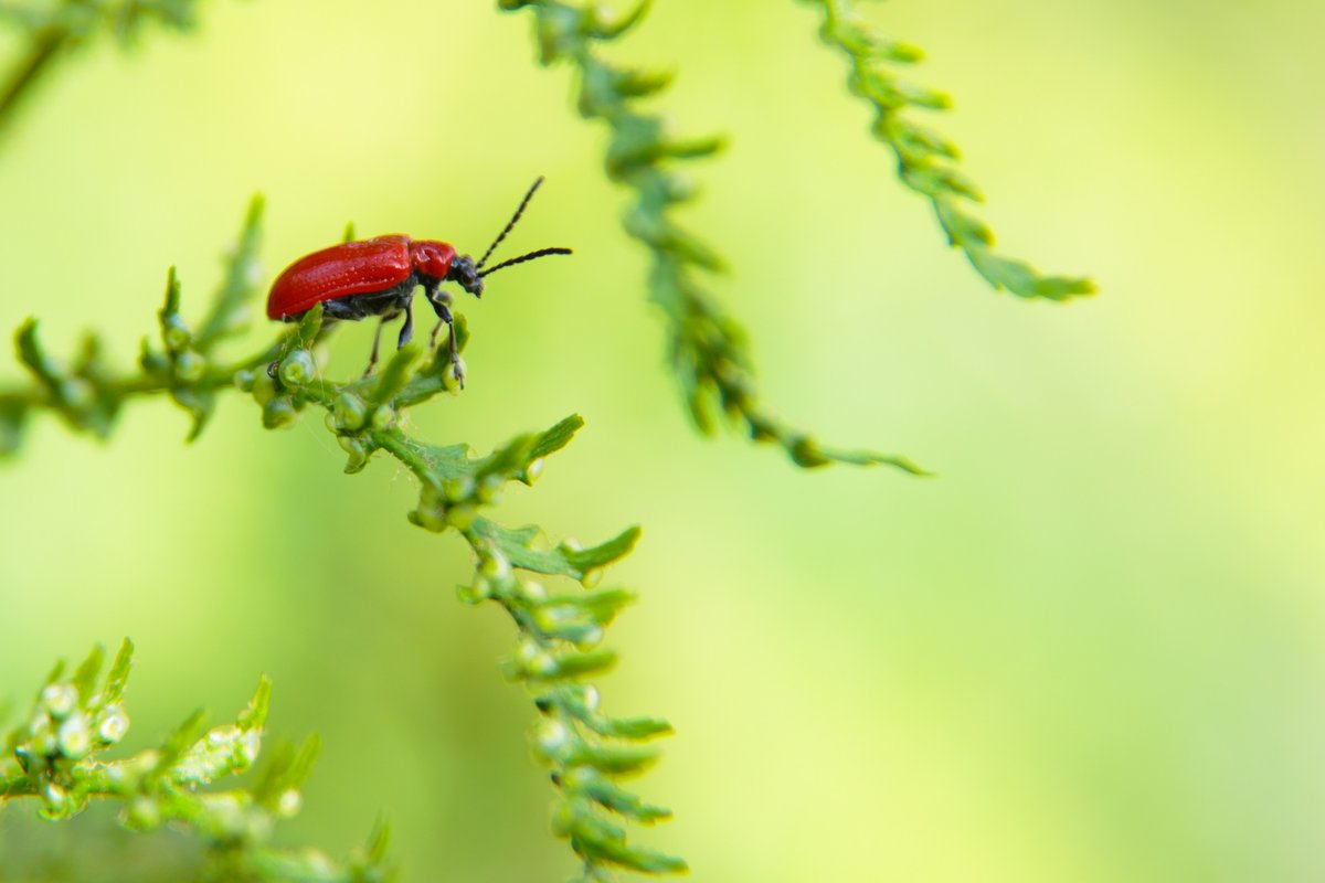 sam_ryley's tweet photo. I encountered this scarlet lily beetle amongst the fern today when I was in miniature mode. More macro creepy crawlies coming soon! #MyWildPatch @RSPB_BurtonMere @Natures_Voice @BBCSpringwatch @RECORDLRC https://t.co/kzzHInQBwy