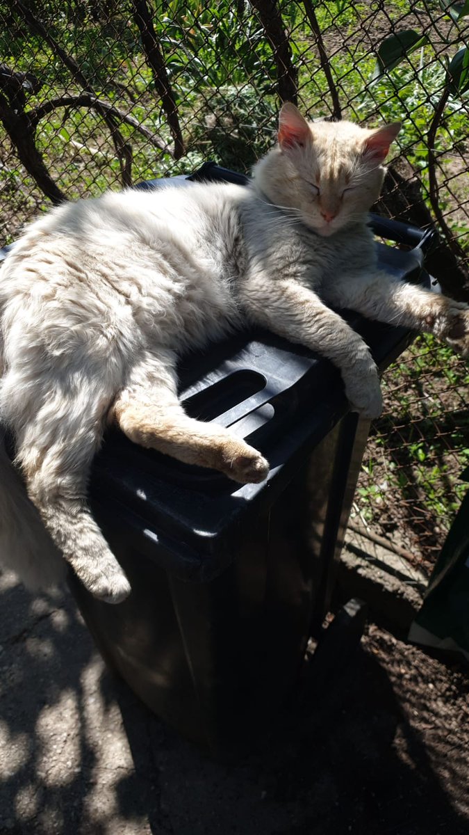 floofster1's tweet photo. trash moment https://t.co/AXlynrGcFe