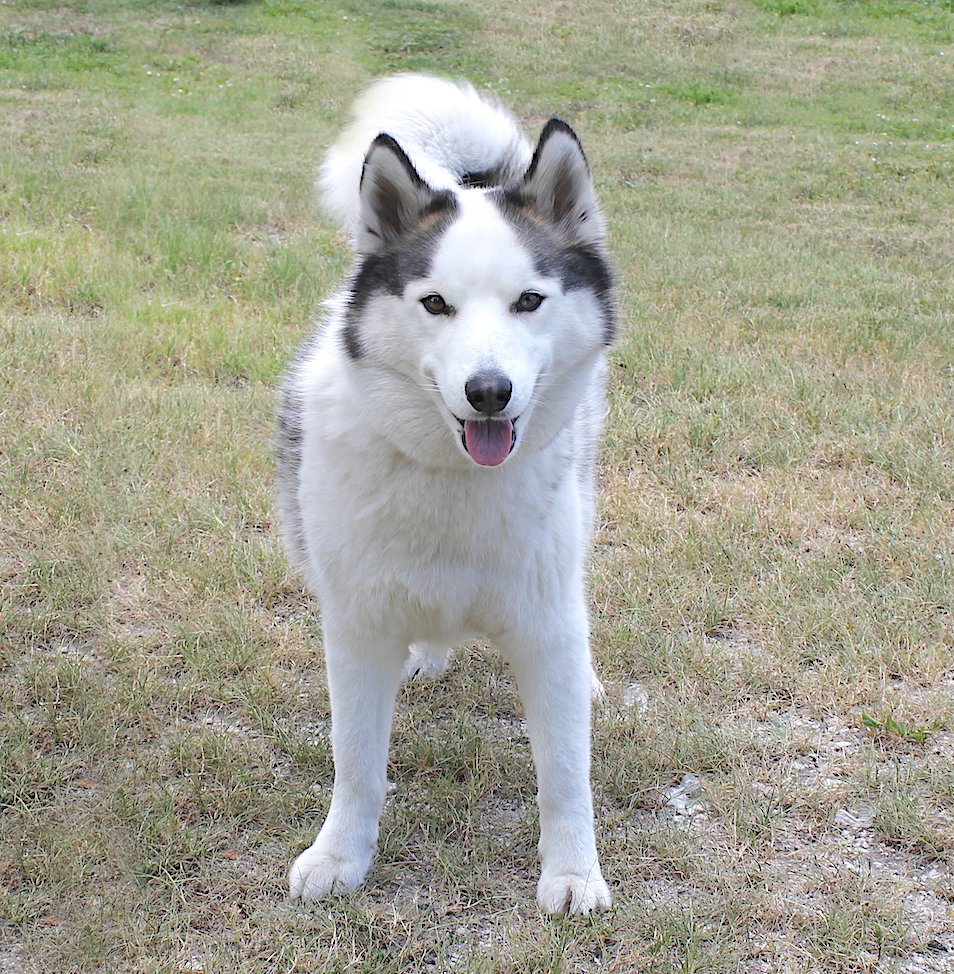 Meet our handsome boy, Greywind ✨ Greywind is a 2-year-old #siberianhusky  with a playful personality and awesome disposition ❤️ He would do best with somebody who has experience with Huskies or large dogs. Share with your husky loving friends 🥰