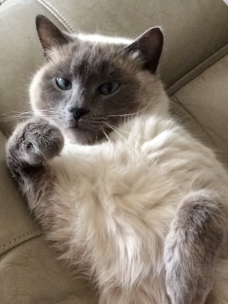 jamsterus's tweet photo. Who you lookin’ at? #Caturday 

This is Stu. Yes, he has cattitude, and I love him. https://t.co/M3kggiigp9
