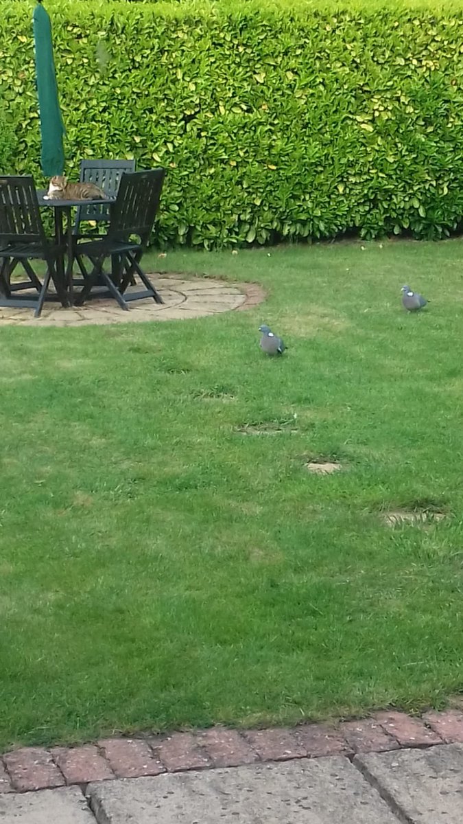 Tangerine_Red tweet media